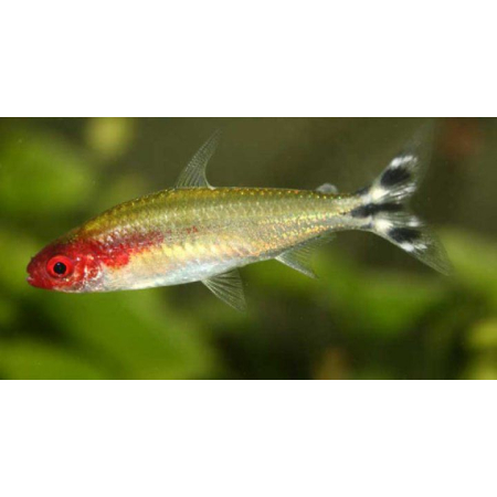 Zwinnik czerwonousty, rodostomus zwinnik